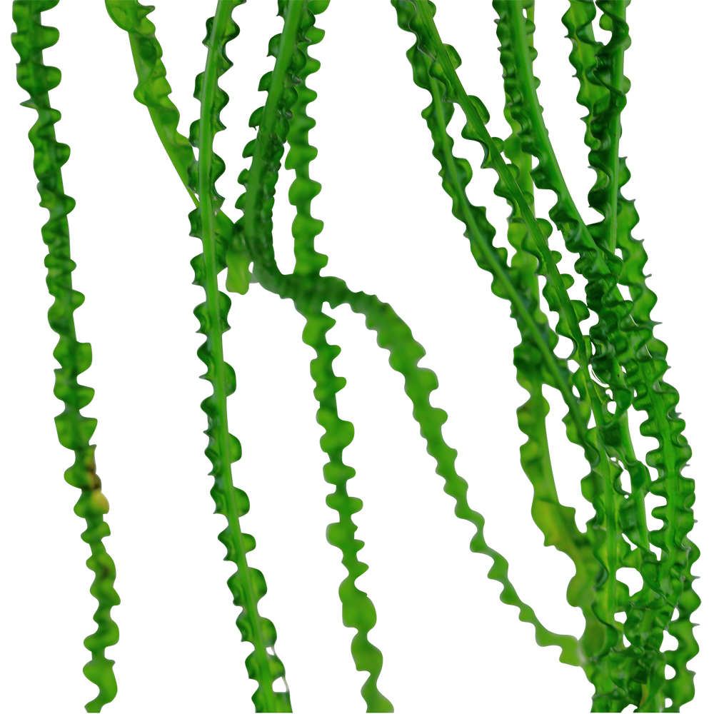 Crinum calamistratum