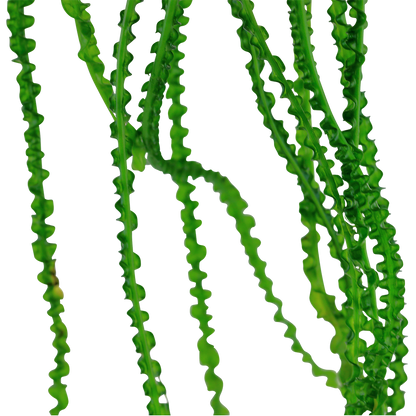 Crinum calamistratum