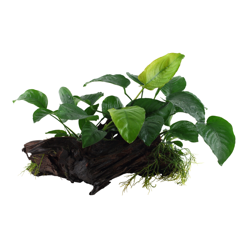 Anubias barteri caladiifolia