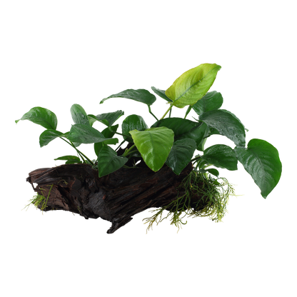 Anubias barteri caladiifolia