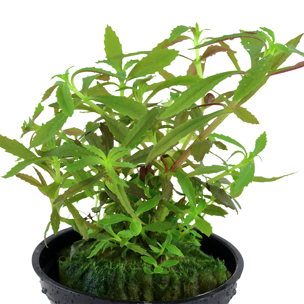 Limnophila hippuridoides