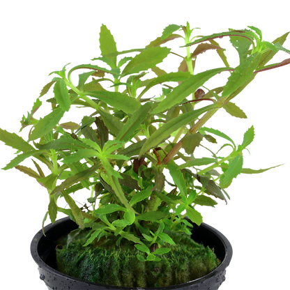 Limnophila hippuridoides