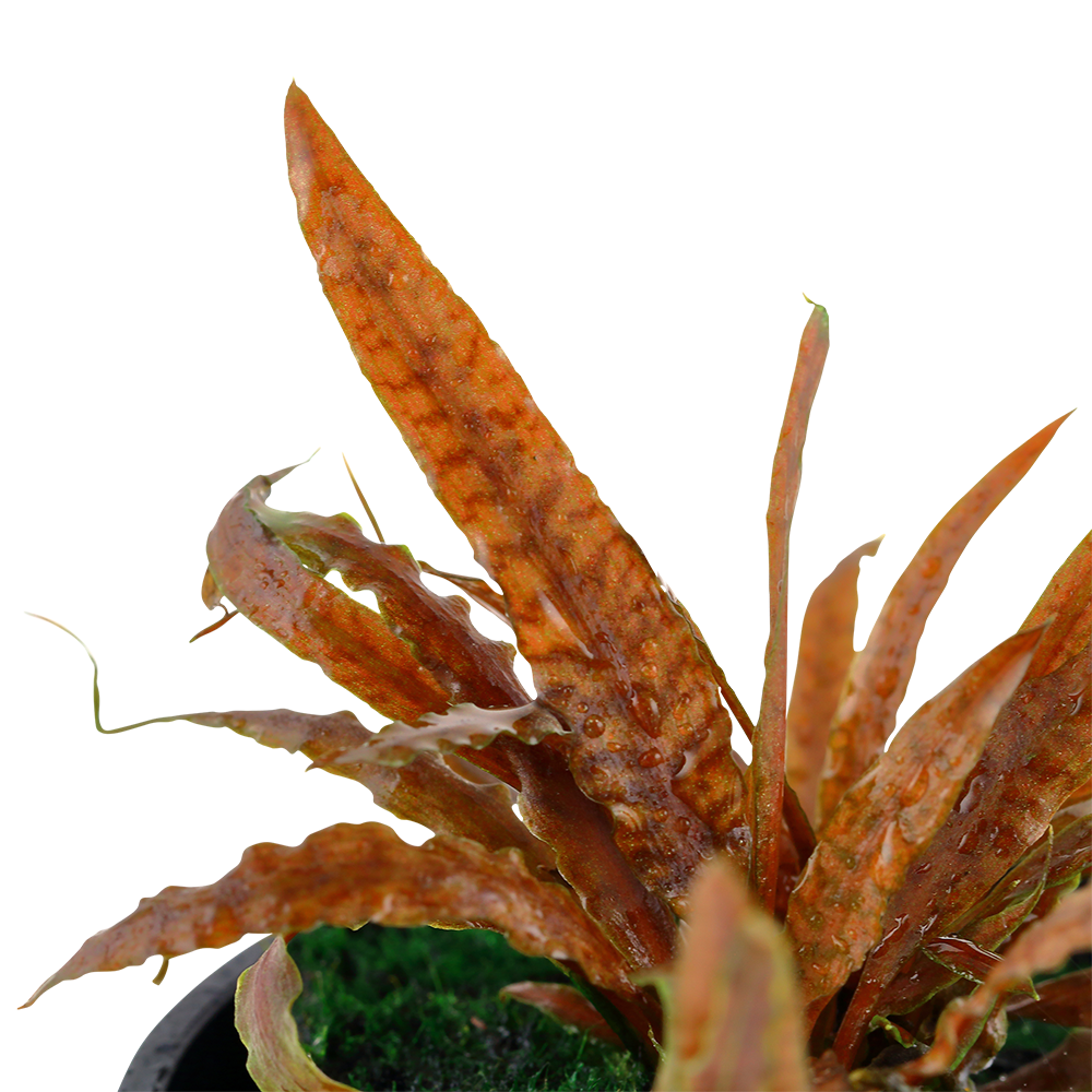 Cryptocoryne albida 'Brown'