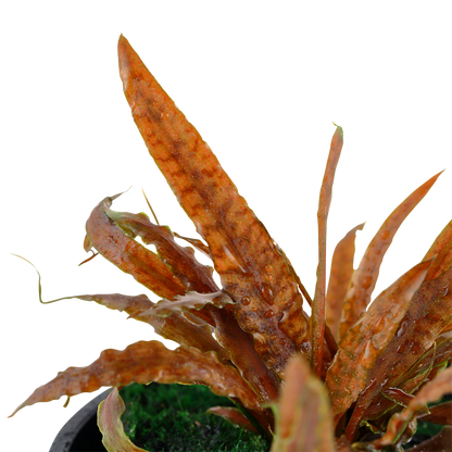 Cryptocoryne albida 'Brown'
