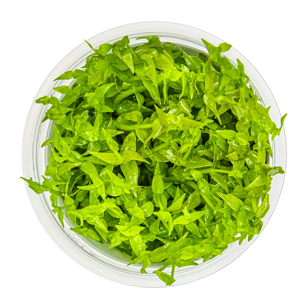Gratiola viscidula