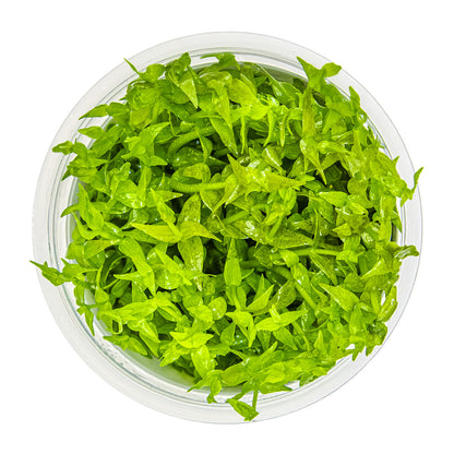 Gratiola viscidula