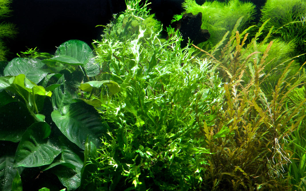 Microsorum pteropus 'Windeløv'