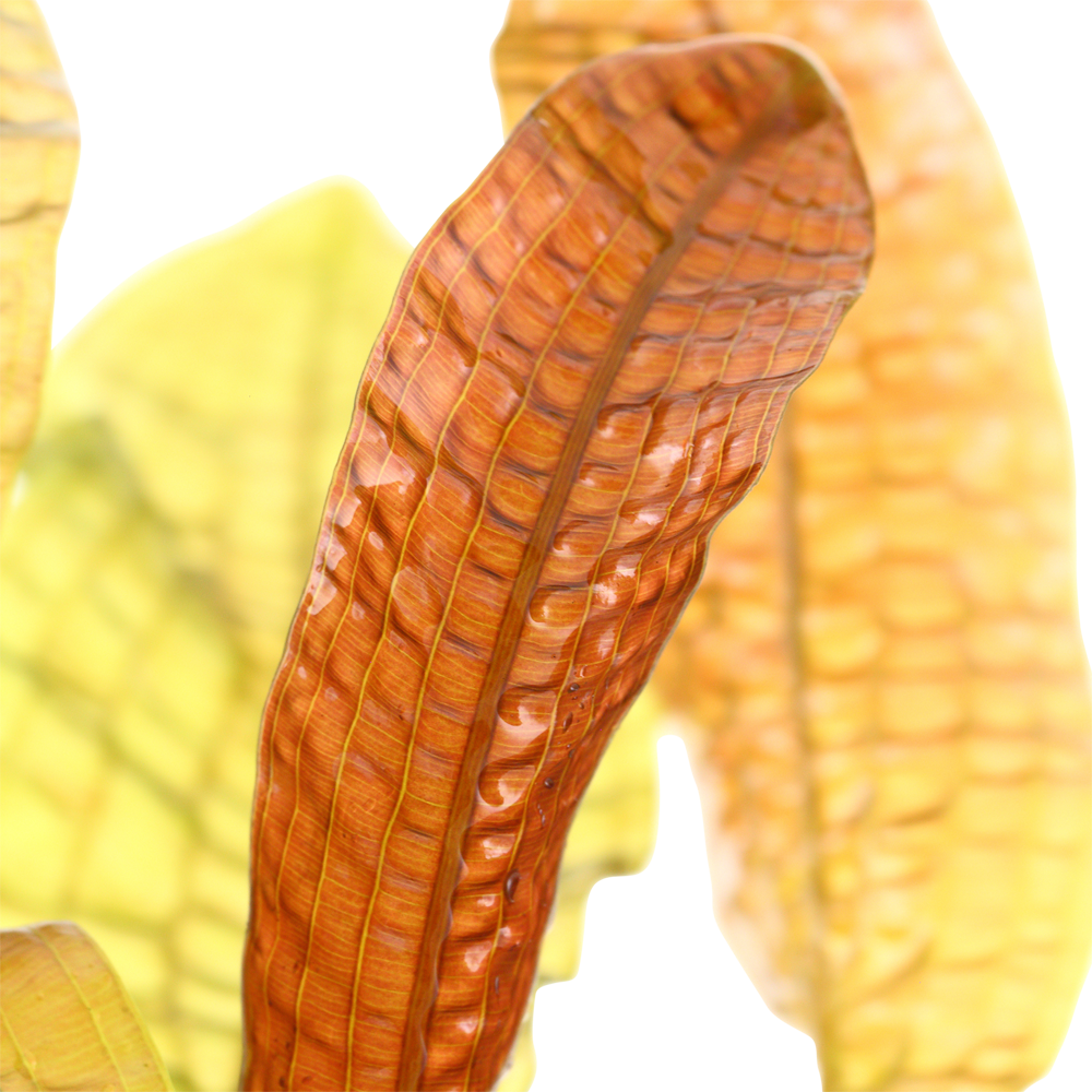 Aponogeton boivinianus