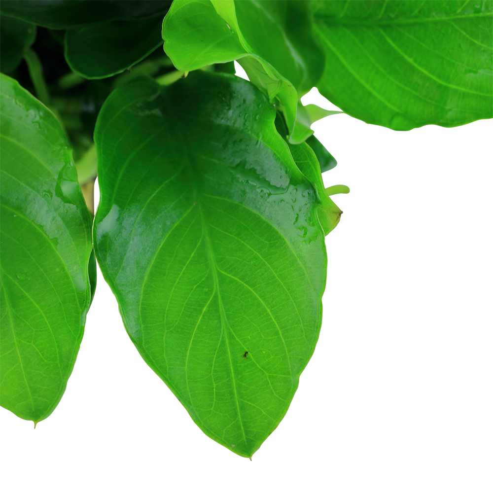 Anubias barteri var. nana 'Large'