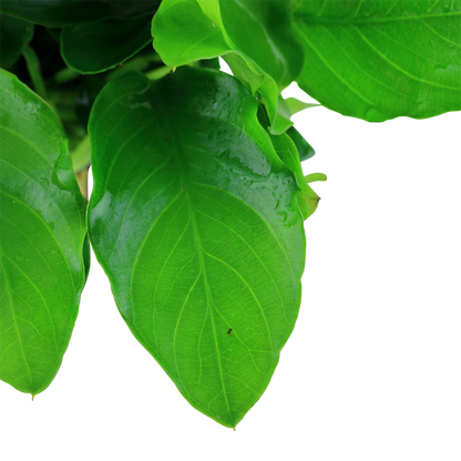 Anubias barteri var. nana 'Large'