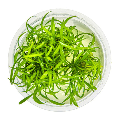 Cryptocoryne parva