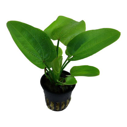 Echinodorus 'Aquartica'