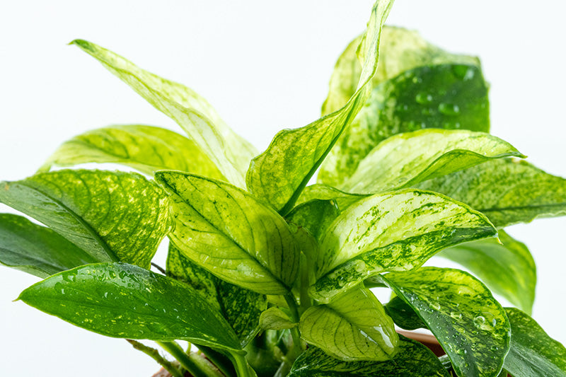 Anubias barteri var. nana ’Pinto’