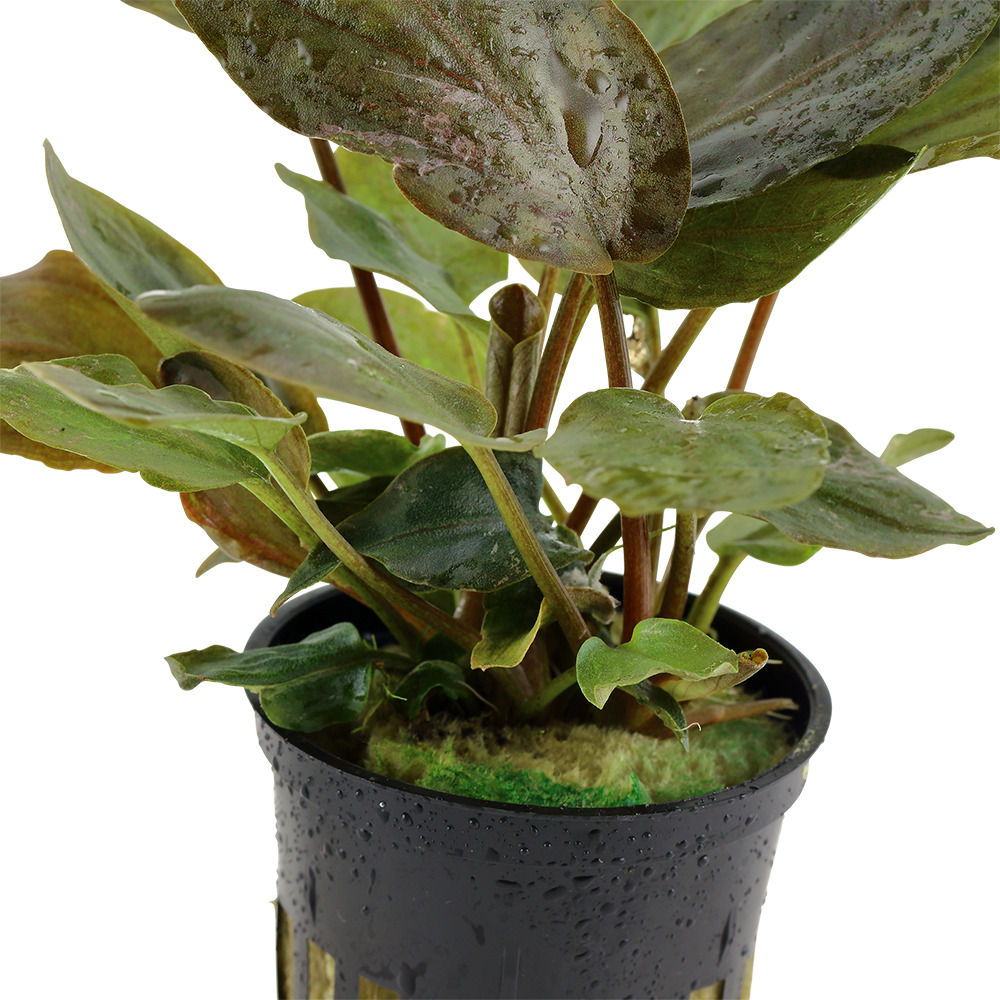 Lagenandra meeboldii 'Red'