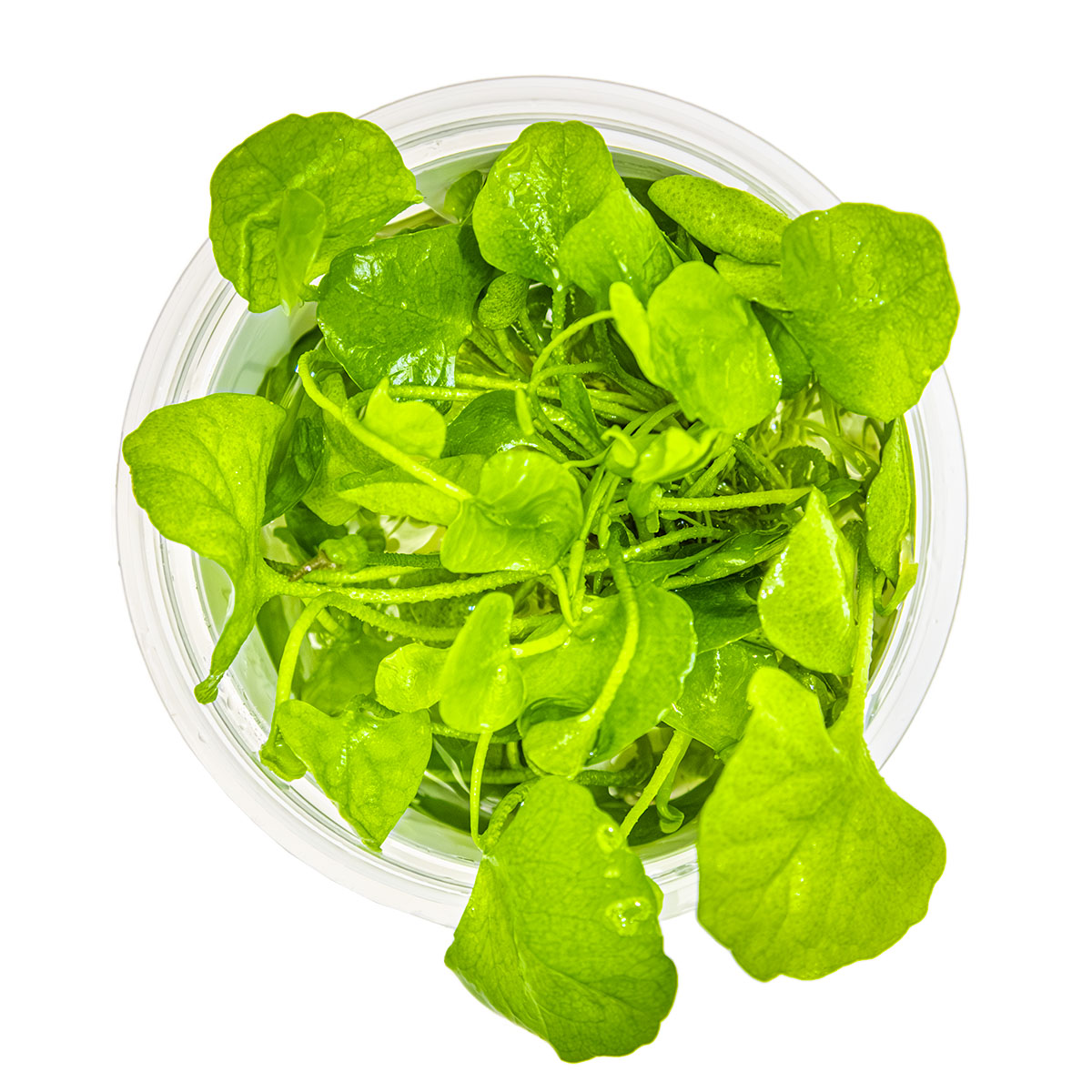 Nymphoides hydrophylla 'Taiwan'