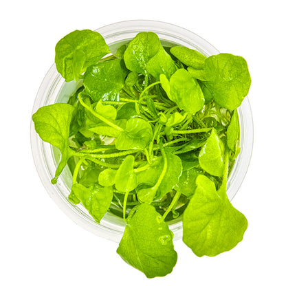 Nymphoides hydrophylla 'Taiwan'