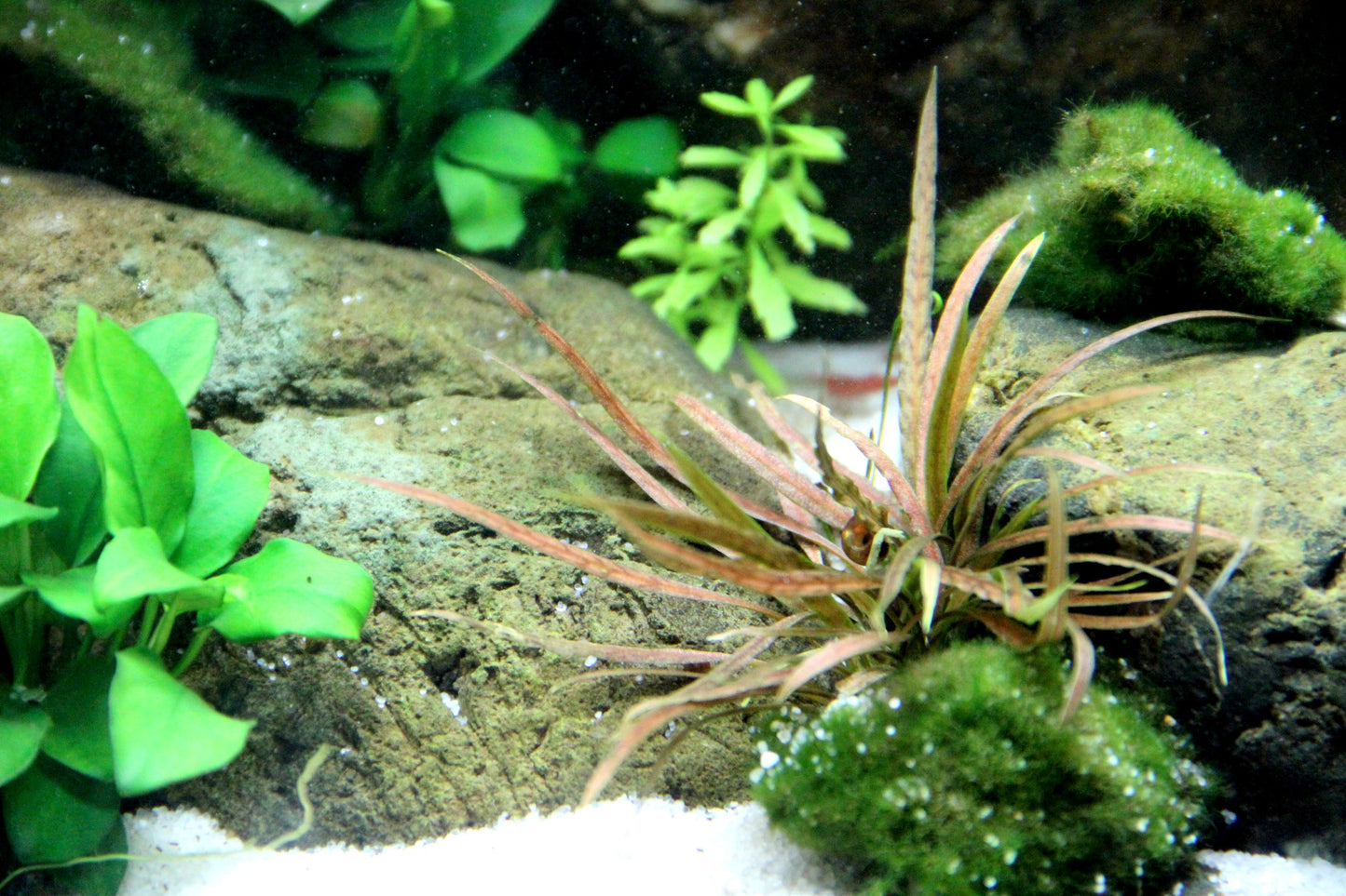 Cryptocoryne albida 'Brown'