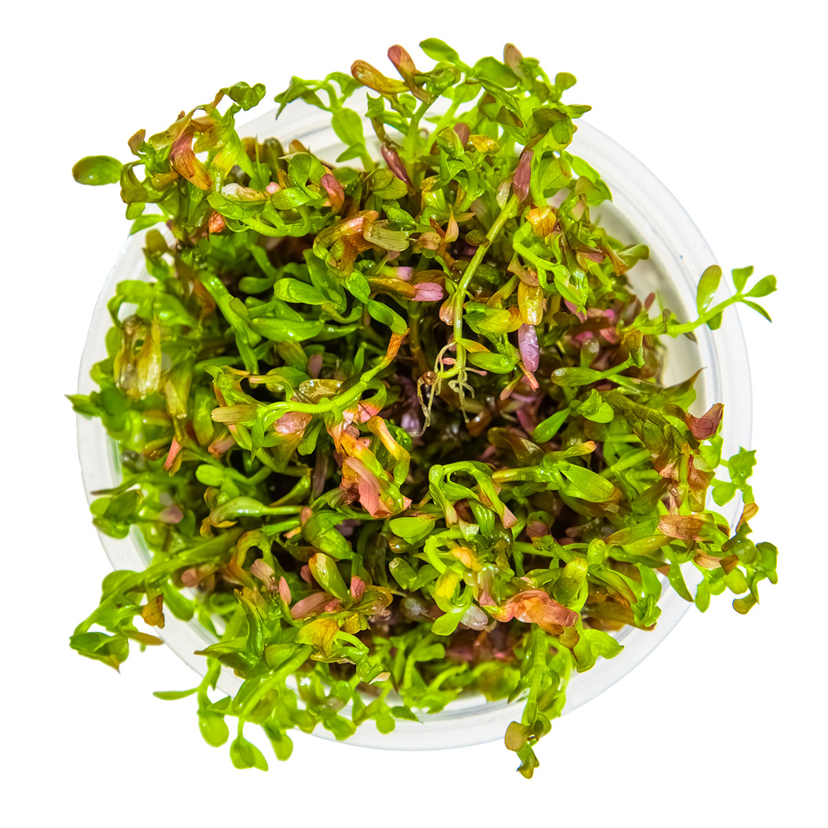 Rotala rotundifolia 'Blood Red'