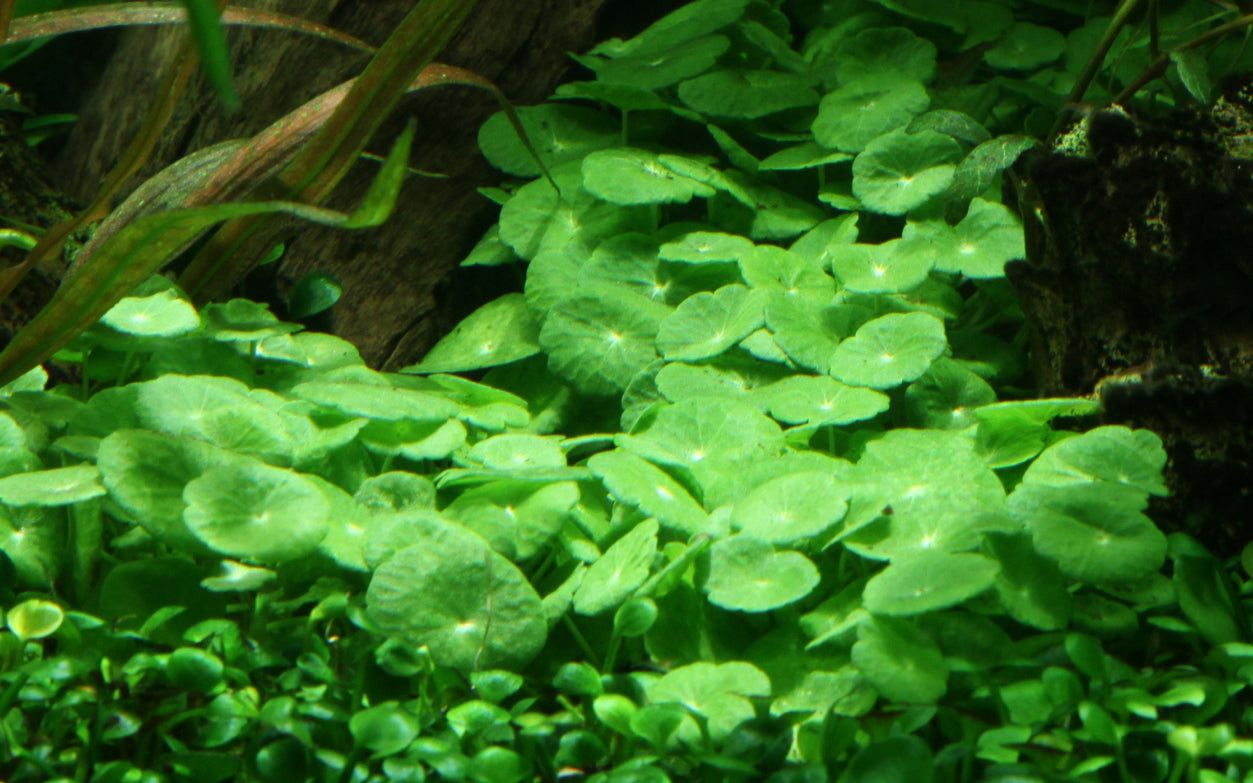 Hydrocotyle verticillata