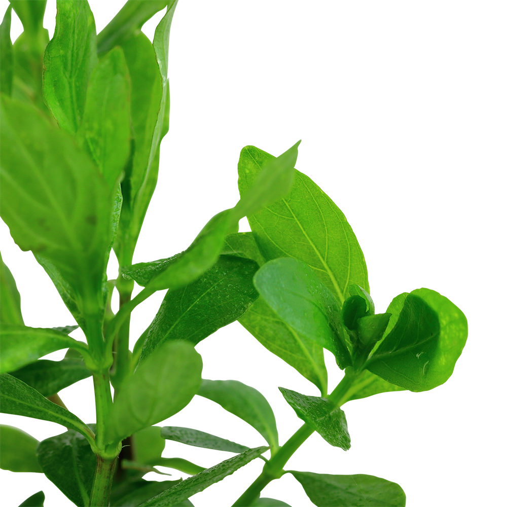 Hygrophila polysperma