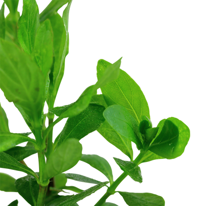 Hygrophila polysperma