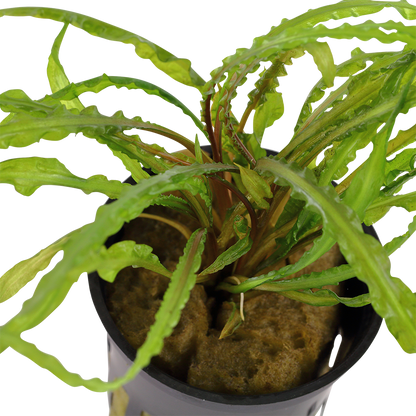 Cryptocoryne crispatula