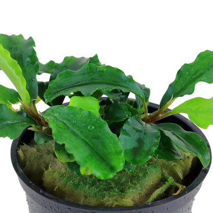 Bucephalandra pygmaea 'Bukit Kelam'