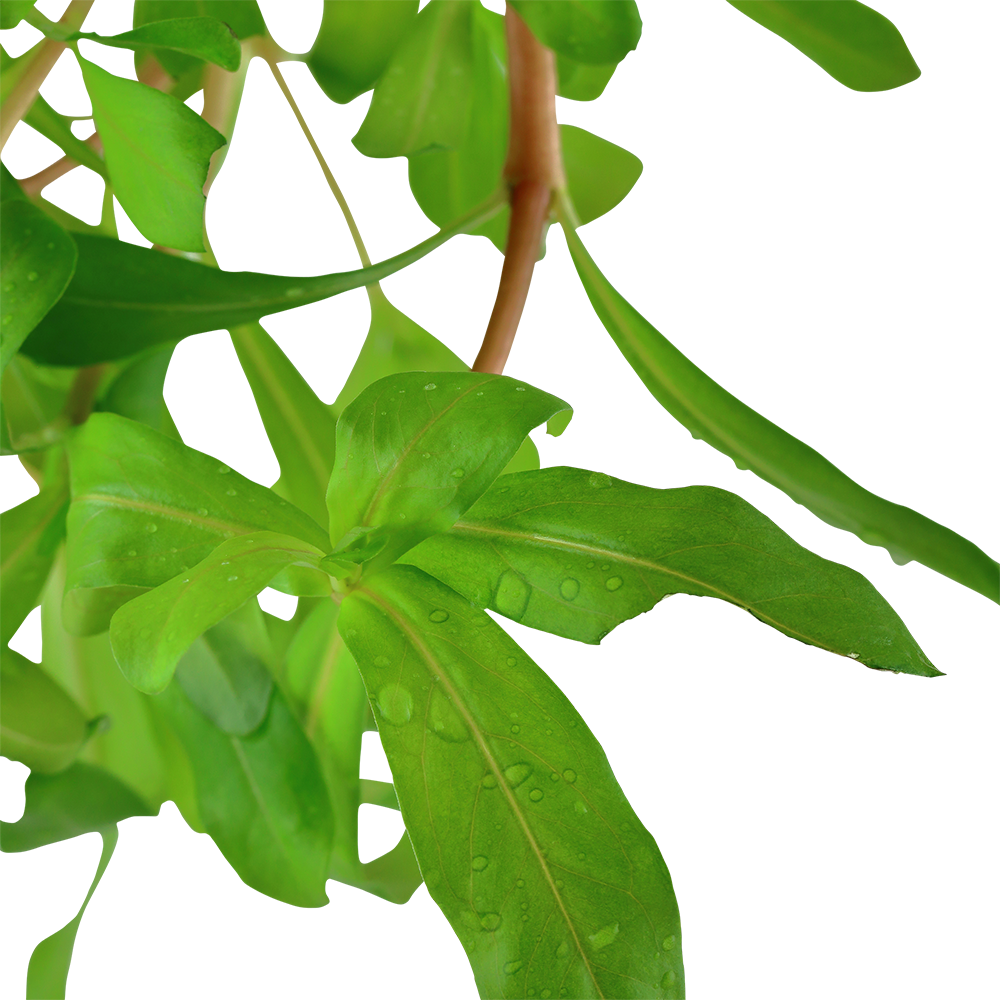 Ammannia crassicaulis