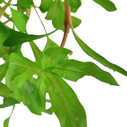 Ammannia crassicaulis