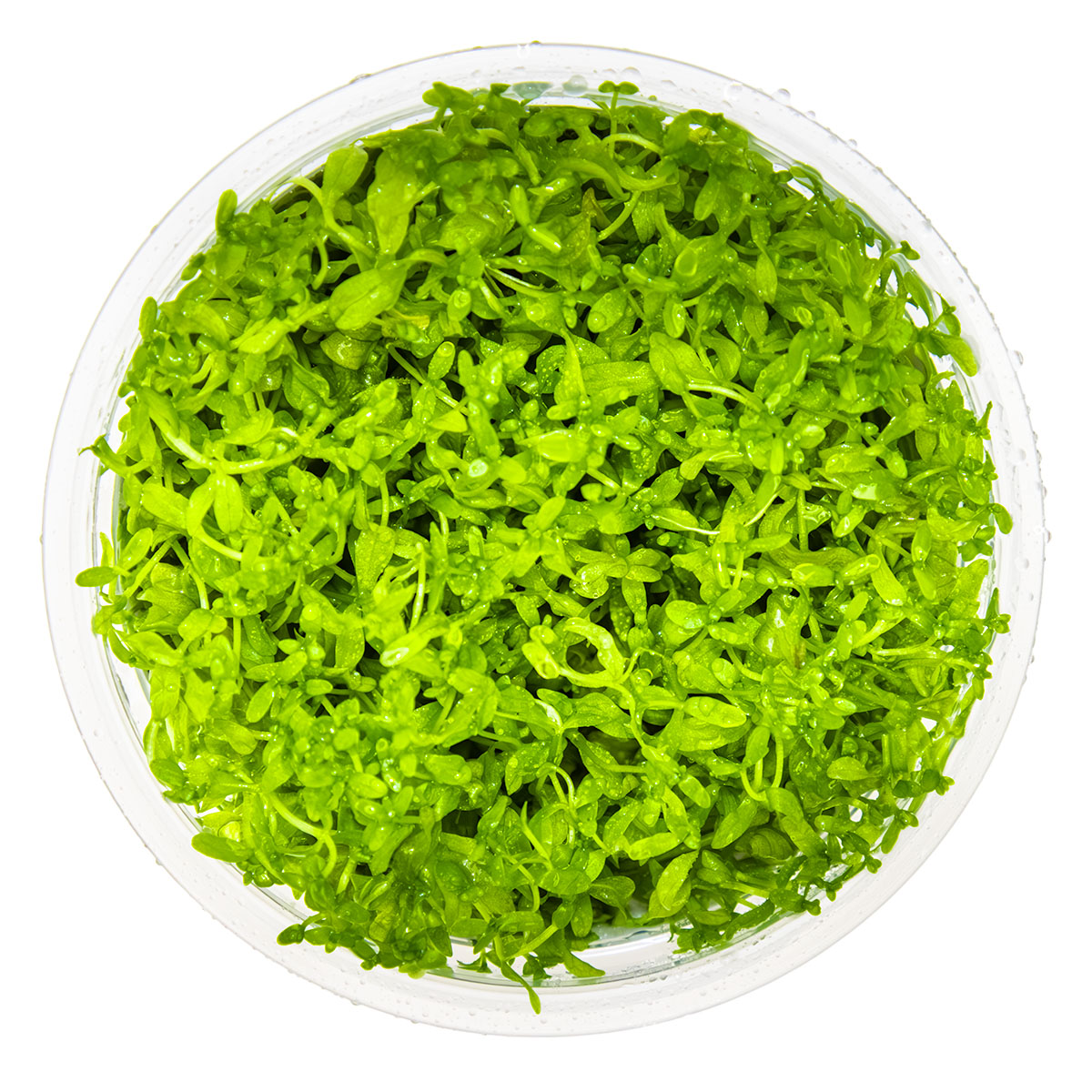 Micranthemum glomeratum