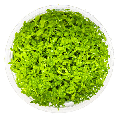Micranthemum glomeratum
