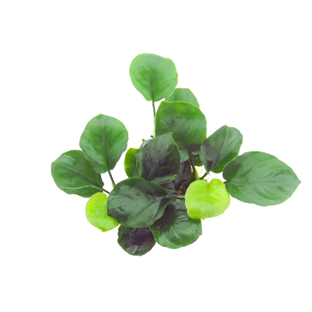 Anubias barteri ’Coin Leaf’