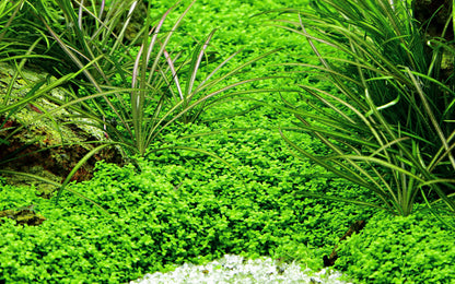 Micranthemum callitrichoides 'Cuba'