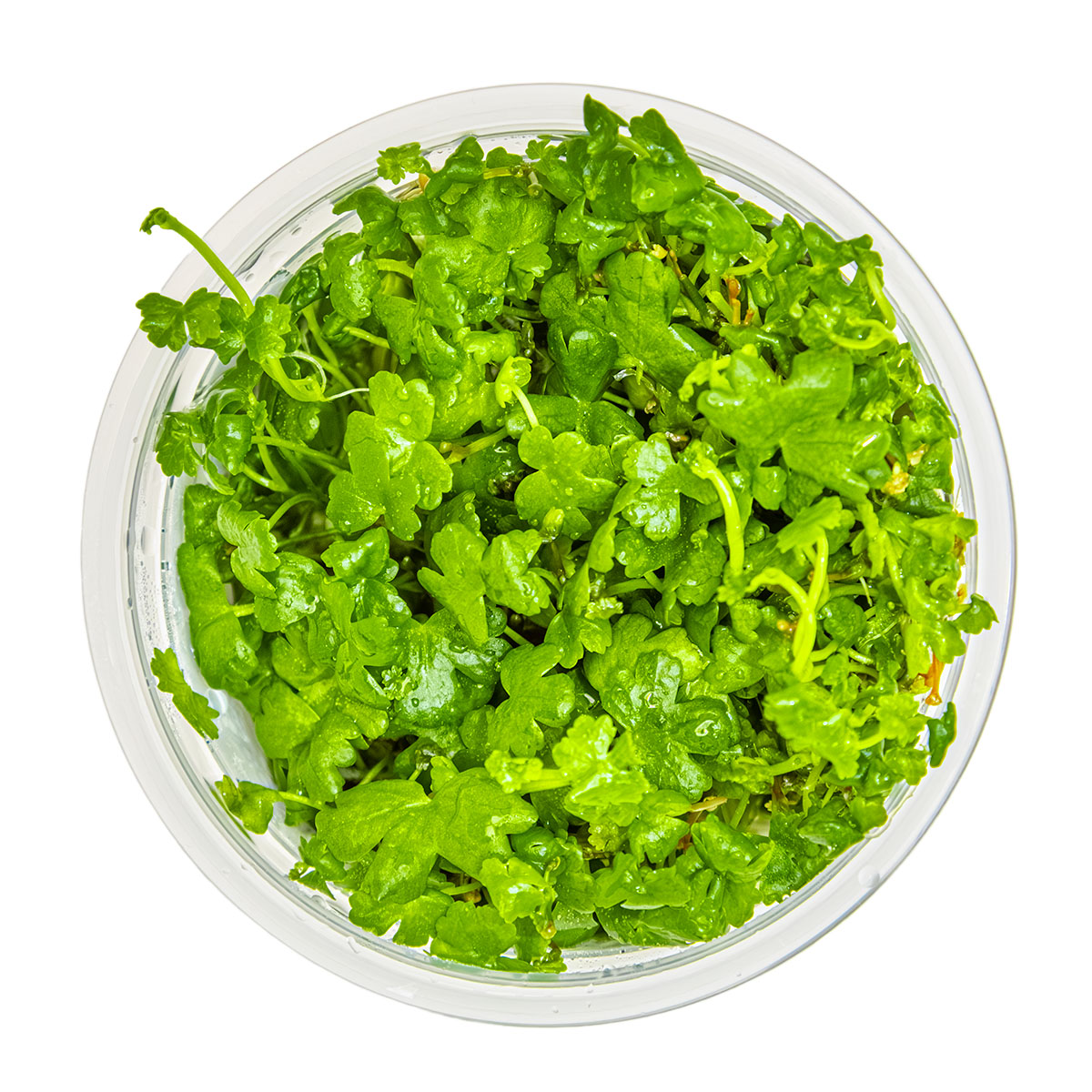 Hydrocotyle tripartita