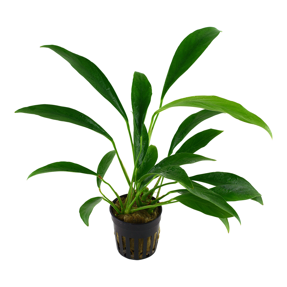 Anubias barteri var. glabra