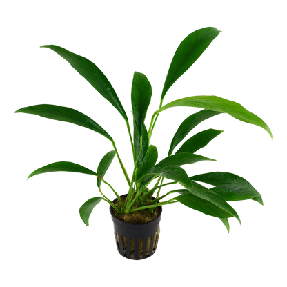 Anubias barteri var. glabra