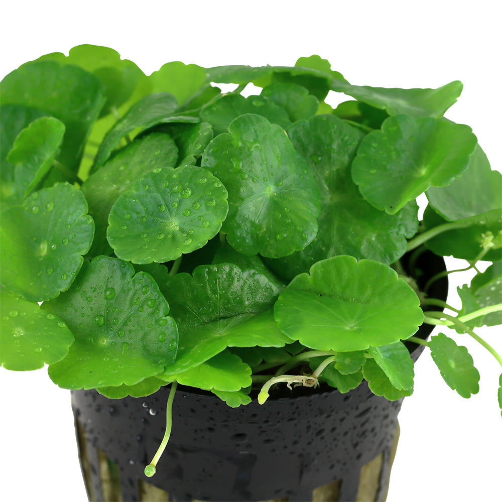 Hydrocotyle verticillata