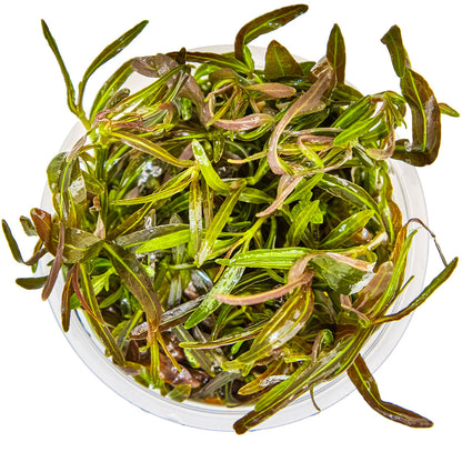 Hygrophila lancea 'Araguaia'