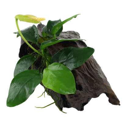 Anubias barteri nana