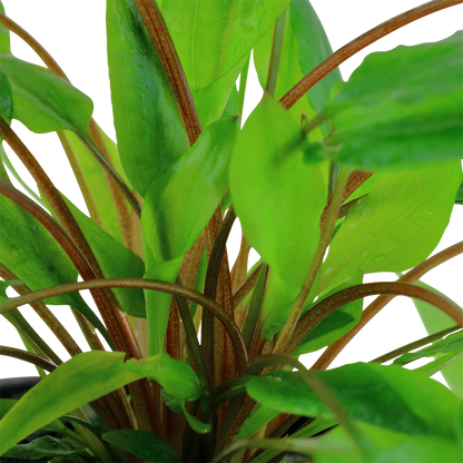 Cryptocoryne wendtii 'Green'