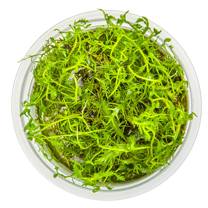 Proserpinaca palustris 'Cuba'