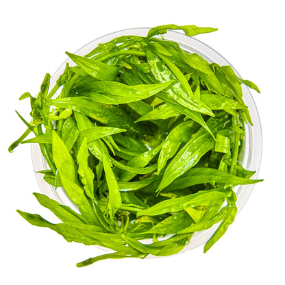 Helanthium bolivianum 'Quadricostatus'