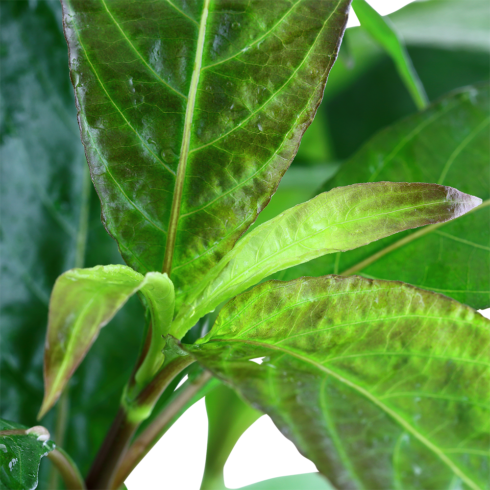 Hygrophila corymbosa 'Stricta'