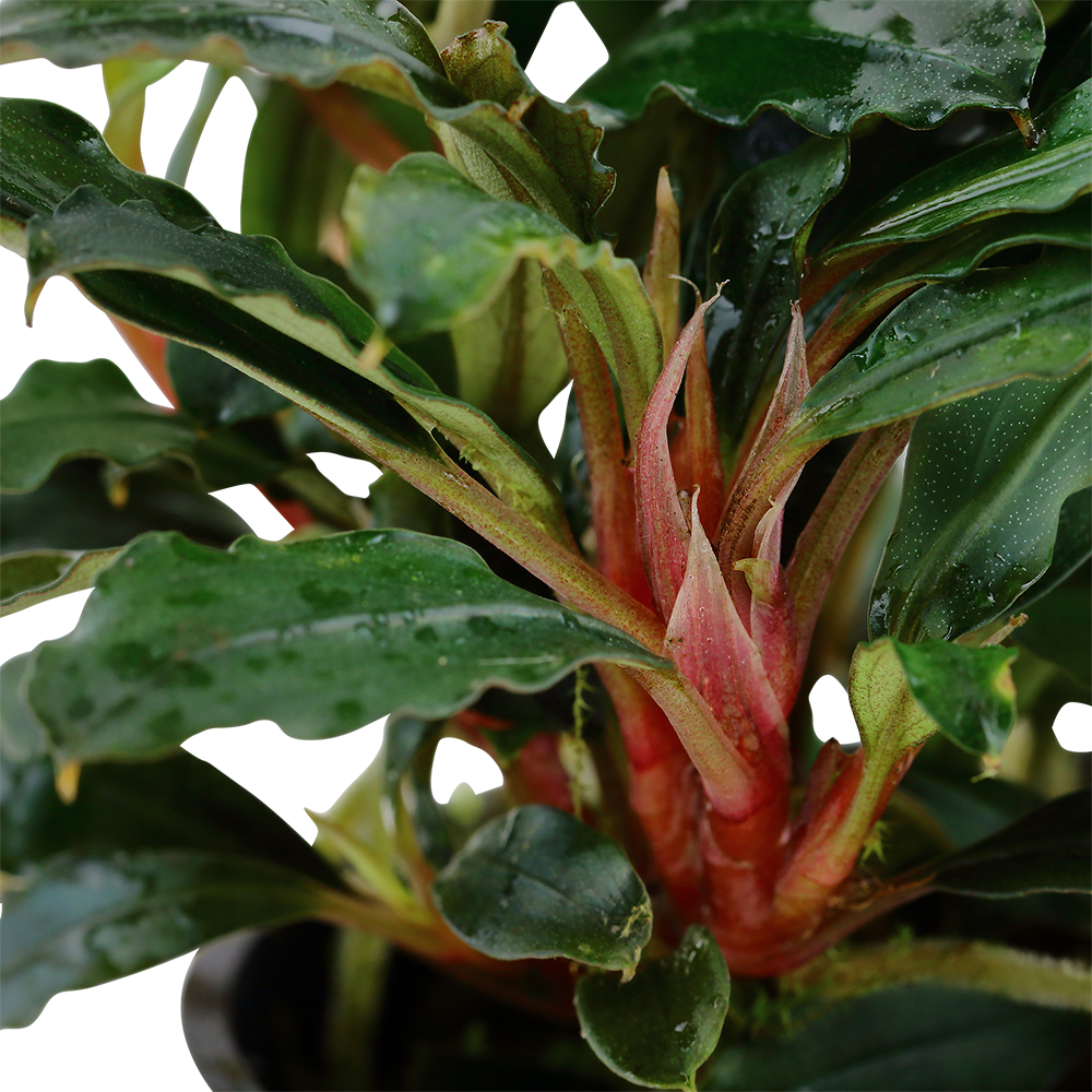 Bucephalandra sp. 'Red'