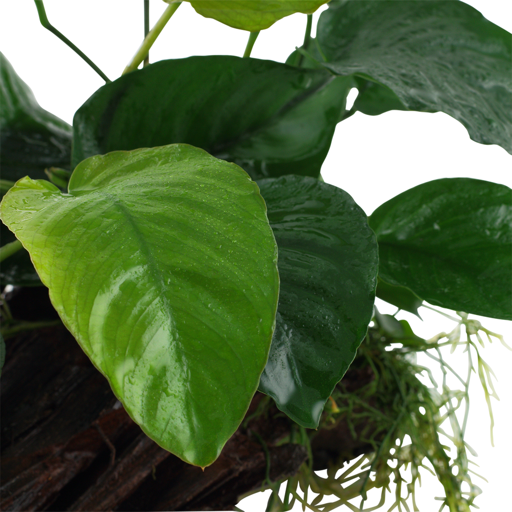 Anubias barteri caladiifolia