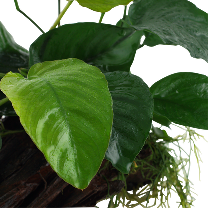 Anubias barteri caladiifolia