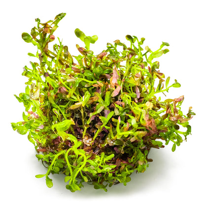 Rotala rotundifolia 'Blood Red'