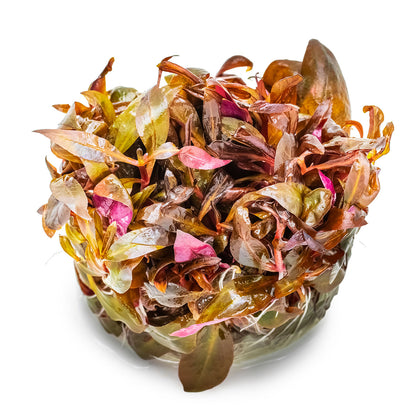 Alternanthera reineckii 'Mini'