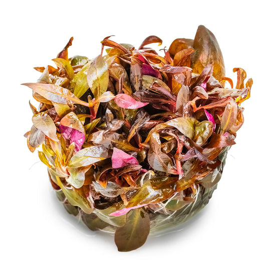 Alternanthera reineckii 'Mini'