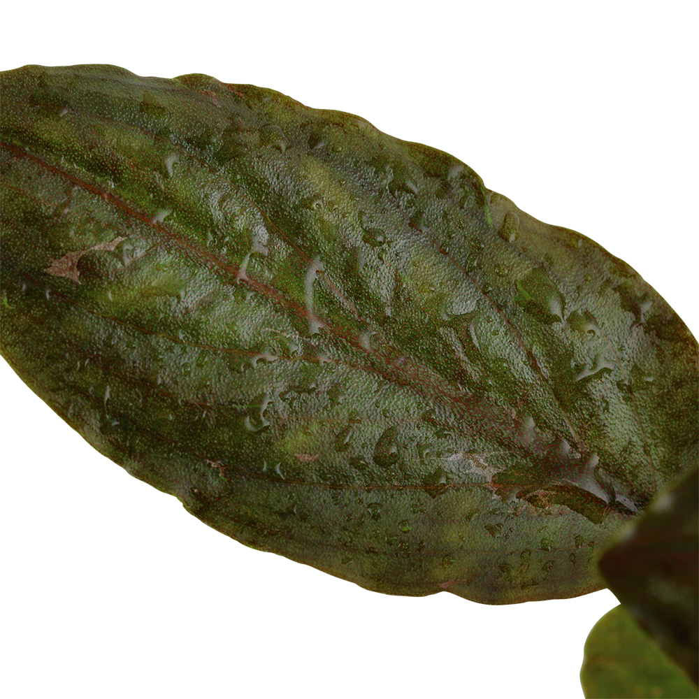 Lagenandra meeboldii 'Red'